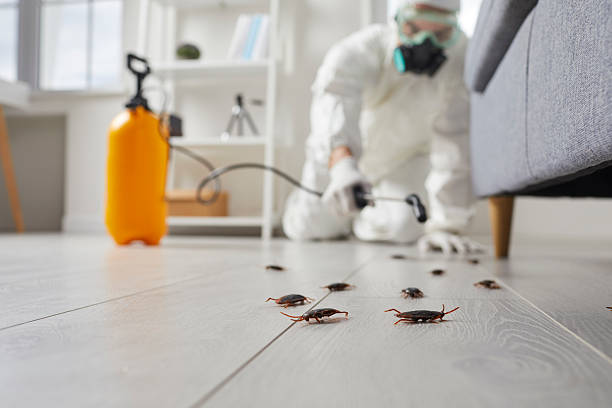 Post-Treatment Bed Bug Interceptor Monitoring in Palm Desert